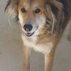 Maggie - 6 anni (nata il 1 febbraio 2019)  - Mix Levriero Afghano  - Taglia: Media  - Carattere: dolce, tranquilla, giocherellona Foto 5